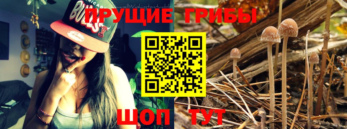 Галлюциногенные грибы прущие грибы Старая Купавна